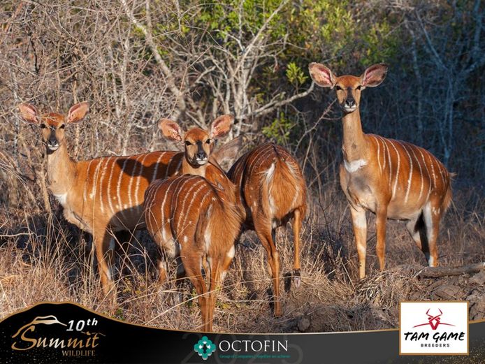 Nyala Ewes running with 31" GJ sons