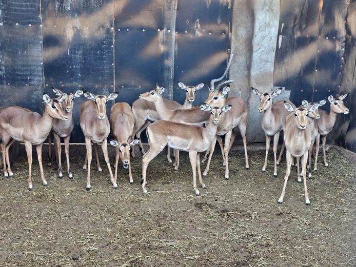 IMPALA | @ MARULA