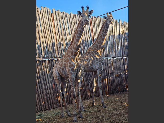 GIRAFFE | P VAN HEERDEN