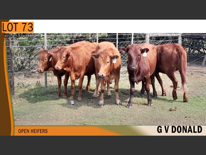 Commercial Animals | G.V.DONALD
