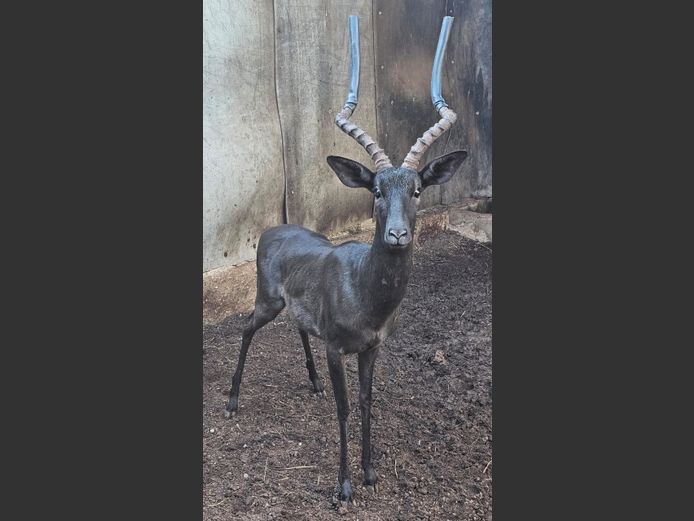 BLACK IMPALA | KRUIS RIVIER