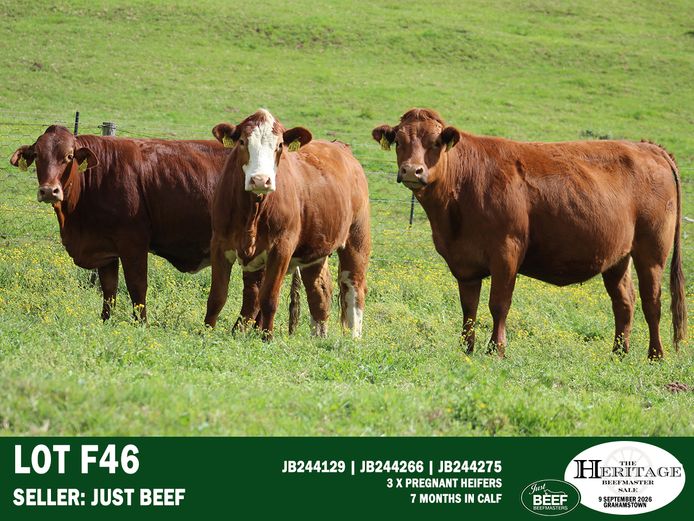 Female Animals | Just Beef