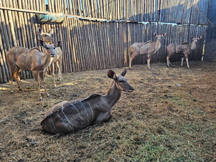 KUDU | C.P. KLOPPERS
