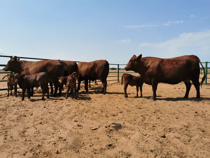 Commercial Females  - TKB Bonsmaras