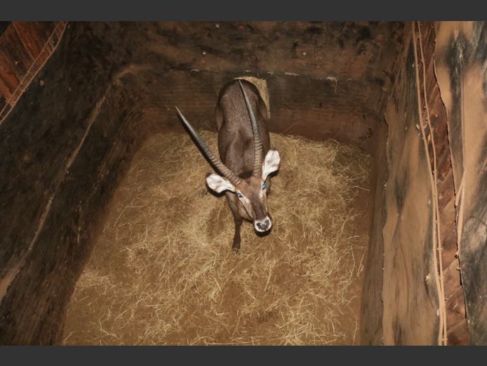 Waterbok