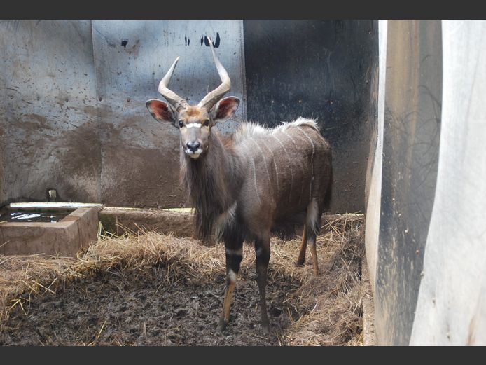 NYALA | REDSAND SAFARI’S