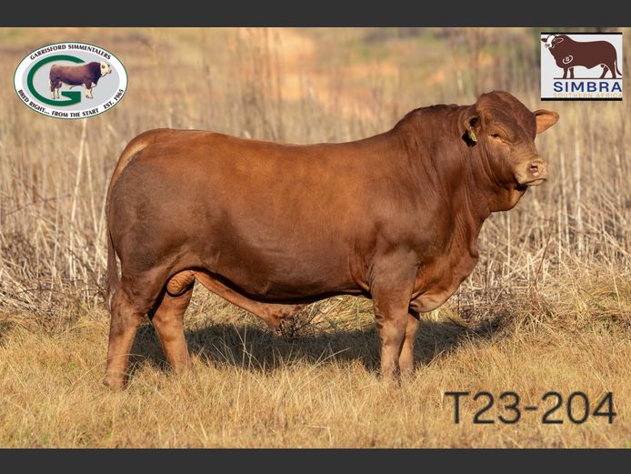 T23204 | GK TAYLOR