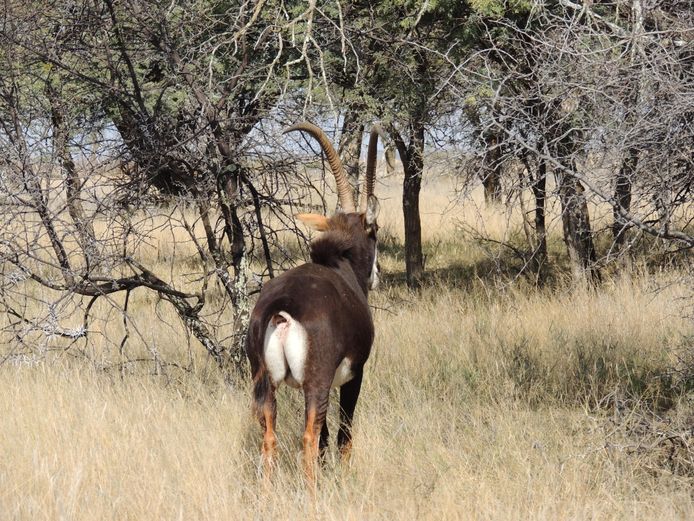 SABLE BUL