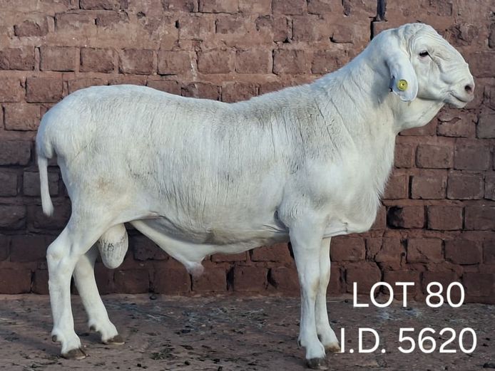 5620 | FRANCOIS VAN RENSBURG