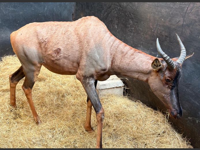 Tsessebe Koei