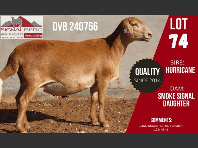 DVB 240766 | SIGNALBERG MEATMASTERS