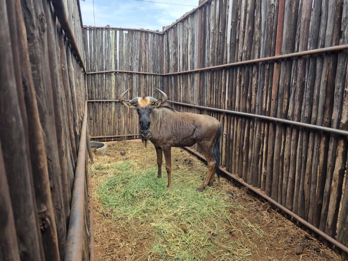 BLOUWILDEBEES | HANLEY