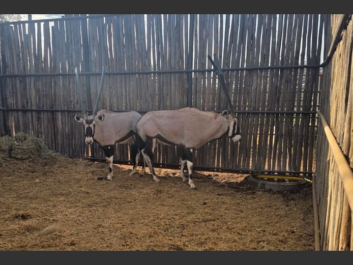 GEMSBOK | HANLEY