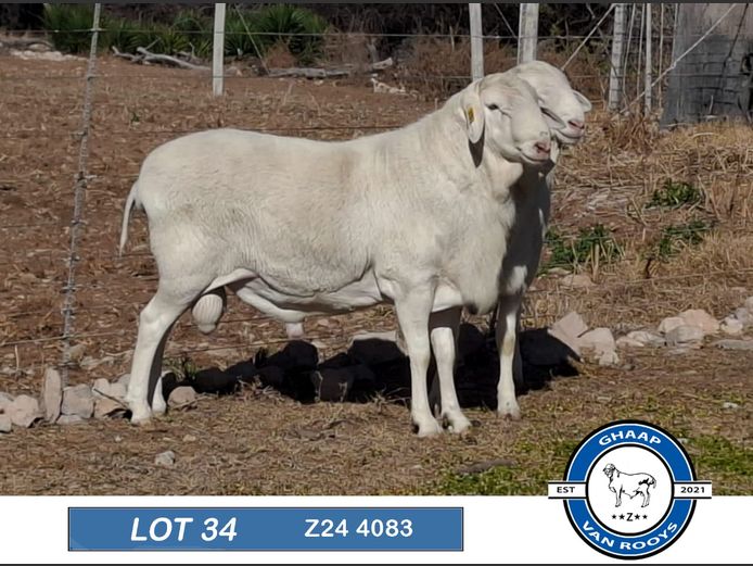 Z 24 4083 | Ghaap van Rooys