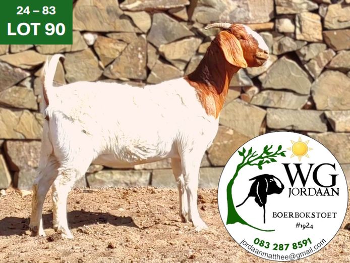 240083 | WG JORDAAN BOERBOKSTOET