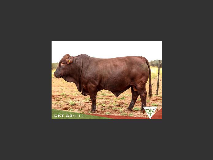 DKT 230111 | DKT BONSMARA