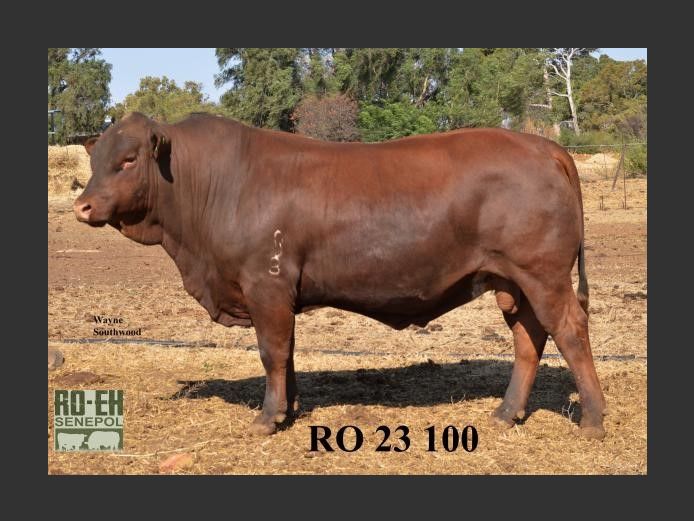 RO 230100 | RO-EH SENEPOL BK