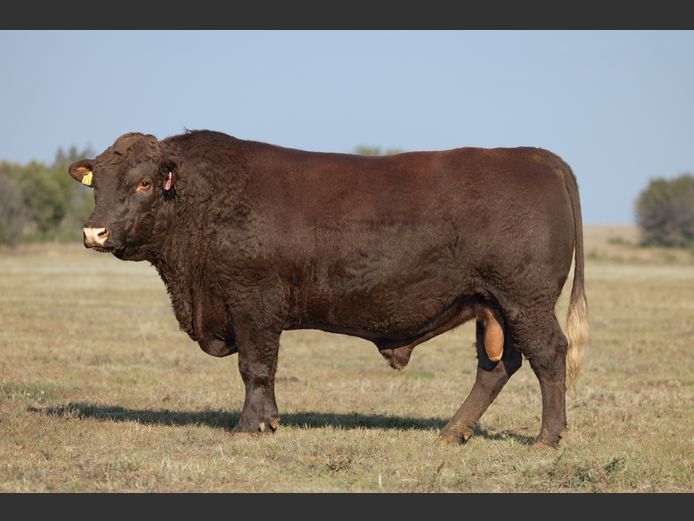 SF230112 | SKIETLAAGTE FARMS PTY LTD