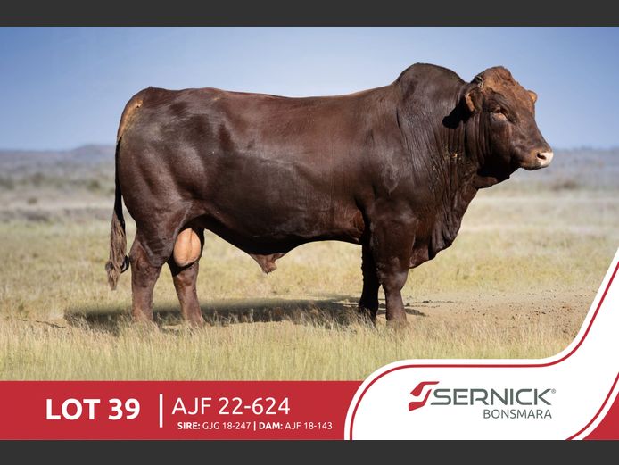 AJF 220624 | SERNICK BONSMARA STOET