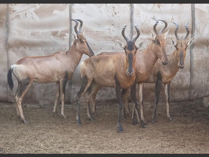 ROOIHARTBEES | HUGOMOND BOERDERY