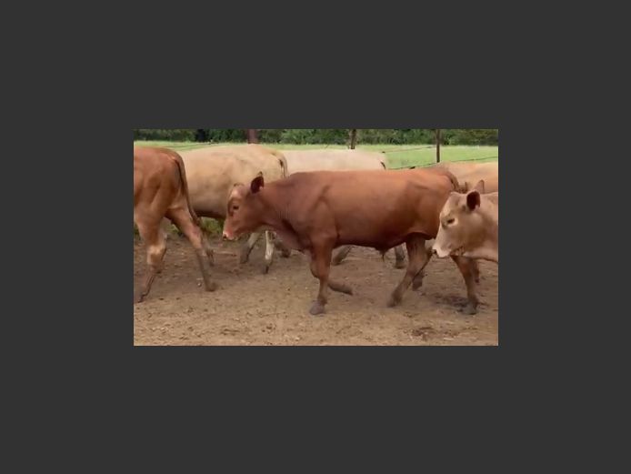 Tuli Beefmaster kruise