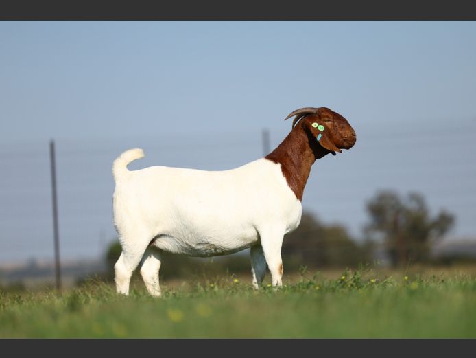 1828240181 | Triangle Farms Boerbokstoet