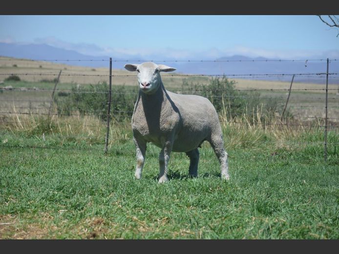 T 240051 | TWEE BROERS DORMER STOET