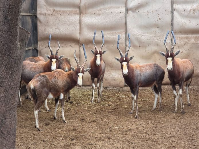 BLESBOK | LEBENKELE