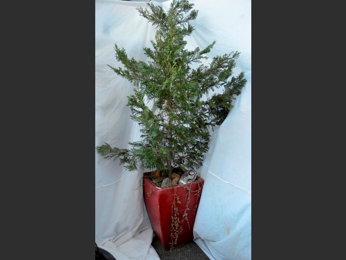 CYPRUS TREE IN PLANTER, 35 x 35 x 52cm