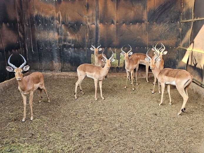 IMPALA | HUGOMOD