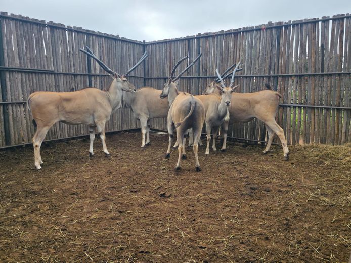 ELAND | HANLEY