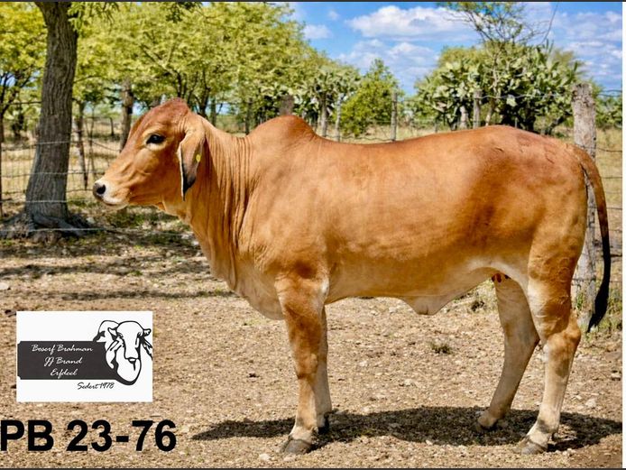 23-0076LPB | BOSERF BRAHMAN