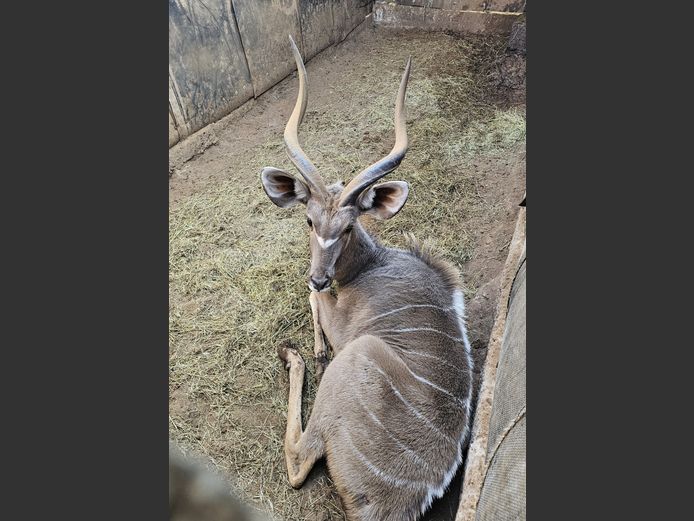 KUDU | NYLSVLEI