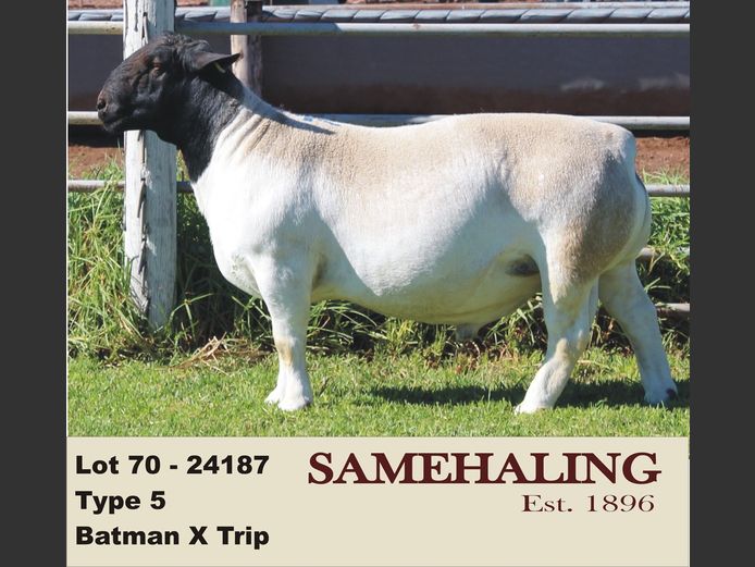 24187-330 | SAMEHALING DORPERS