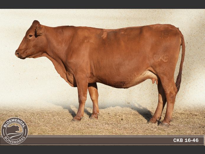 CKB160046 | CHRIS KRUGELL BLOEMENDAL