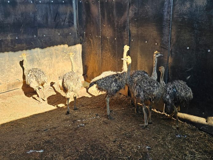 OSTRICHES | LITTLE HUT