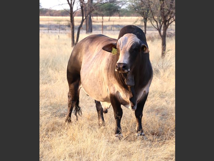 21-0004HR | OMAKWARA BORAN STUD