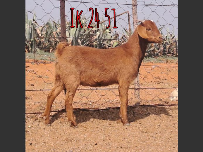 IK 24 51 | Erik De Witt
