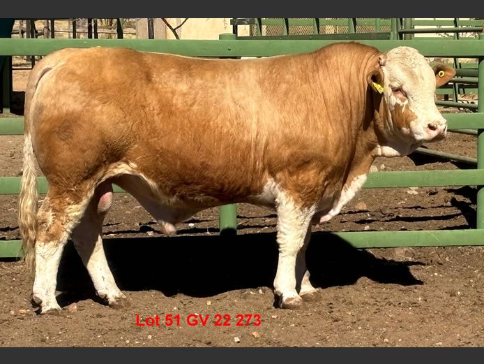 GV22273 | VOIGTLAND SIMMENTALER