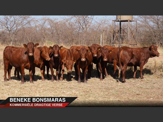 Commercial Animals | Beneke Bonsmaras - Nylstroom