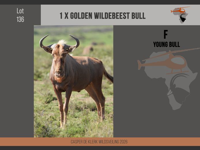 Golden Wildebeest