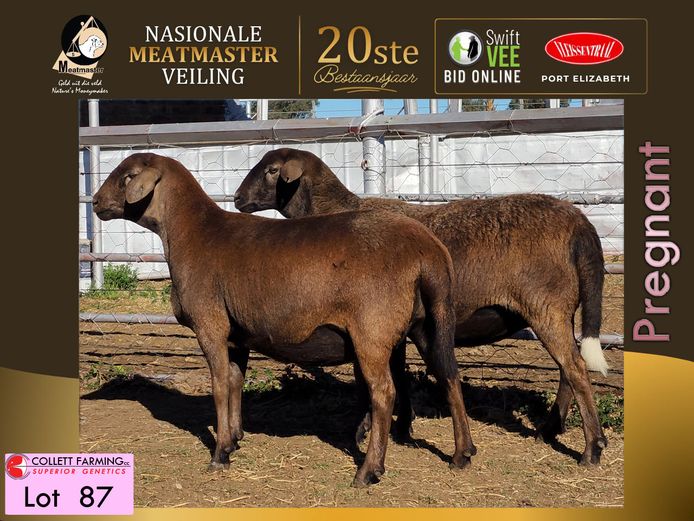 M 25 102 | La Rochelle Genetics