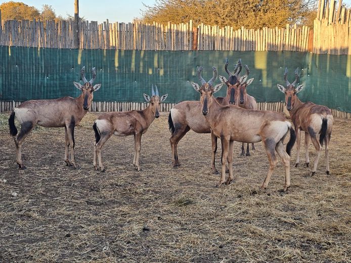 RED HARTEBEEST | NOOITGEDACHT