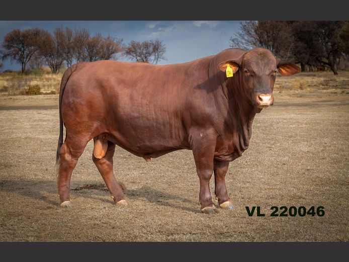 VL 220046 | T.D.J. VLOTMAN