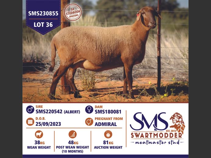 SMS230855 | SWARTMODDER MEATMASTER STUD