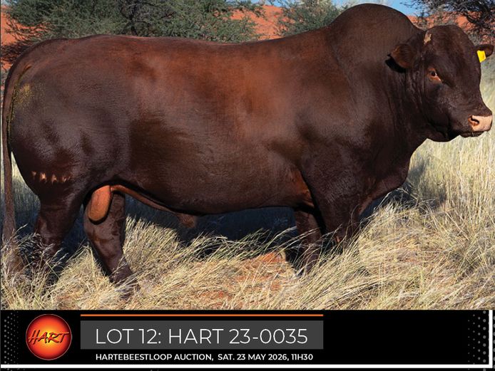 HART230035HH(c) | HARTEBEESTLOOP BONSMARA