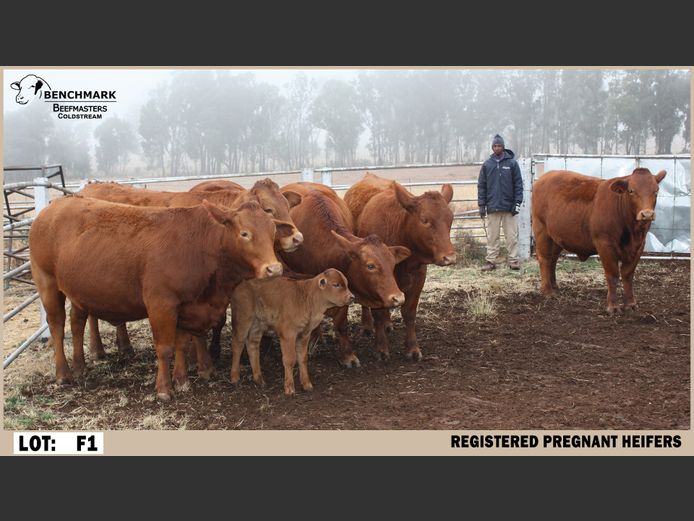 Registered Females | Benchmark Beefmasters