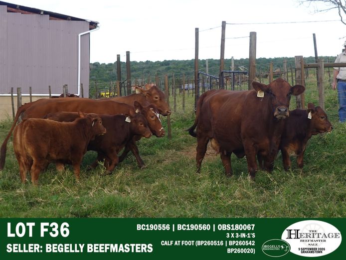 Female Animals | Begelly Beefmasters
