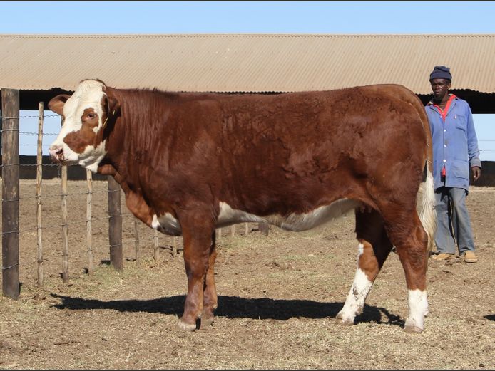 JH2362 | JH VAN BILJON