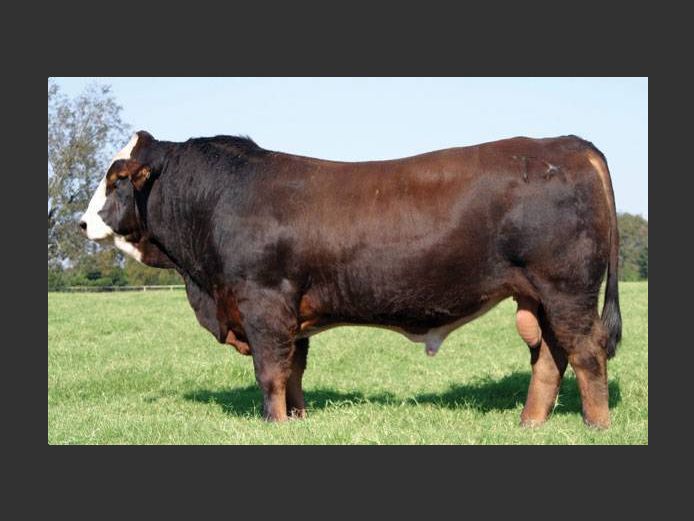 Semen Lot | 2341008 | AMERICAN HERDBOOK - Prevail